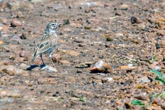 White-tailed Lark [Mirafra albicauda]