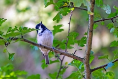 Coal Tit [Periparus ater britannicus]