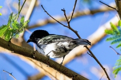White-bellied Tit [Melaniparus albiventris]