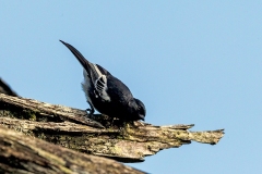 White-bellied Tit [Melaniparus albiventris]
