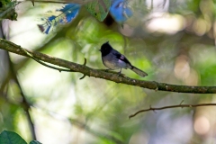 White-tailed Crested Flycatcher [Elminia albonotata albonotata]