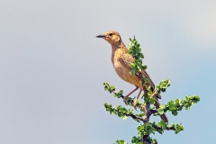 Pink-breasted Lark [Calendulauda poecilosterna]