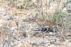 Fawn-colored Lark [Calendulauda africanoides alopex]