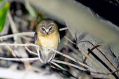 STRIGIFORMES
