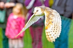 Western Barn Owl [Tyto alba alba] 
