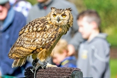 Indian Eagle-Owl [Bubo bengalensis] 