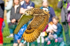 Indian Eagle-Owl [Bubo bengalensis] 
