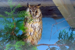 Long-eared Owl [Asio otus otus]