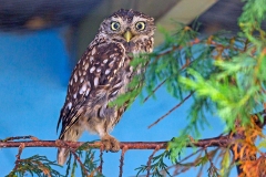 Little Owl [Athene noctua vidalii] 