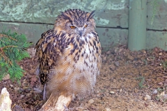 Tawny Owl [Strix aluco aluco] 