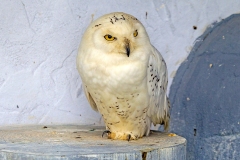 Snowy Owl [Bubo alba] 