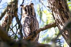 Long-eared Owl [Asio otus otus]