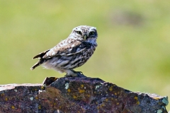 Little Owl [Athene noctua vidalii] 