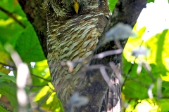 African Wood Owl [Strix woodfordii woodfordii] 