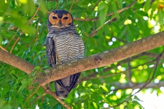 Spotted Wood Owl [Strix seloputo seloputo] 