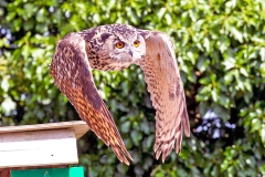 Eurasian Eagle-Owl [Bubo bubo bubo] 