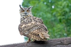 Eurasian Eagle-Owl [Bubo bubo bubo] 