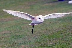 Western Barn Owl [Tyto alba alba] 