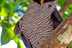Black-and-white Owl [Strix nigrolineata] 