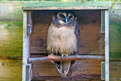 Brown Wood Owl [Strix leptogrammica] 