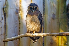 Brown Wood Owl [Strix leptogrammica] 