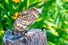 Buffy Fish Owl [Ketupa ketupu] 