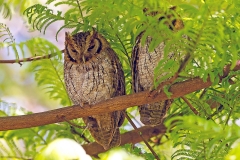 Tropical Screech Owl [Megascops choliba luctisonus] 