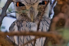 Northern White-faced Owl [Ptilopsis leucotis]