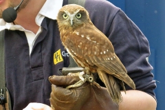 Australian Boobook [Ninox boobook] 
