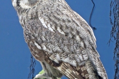 Great Grey Owl [Strix nebulosa lapponica] 