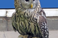 Ural Owl [Strix uralensis liturata] 