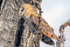 Western Barn Owl [Tyto alba poensis]
