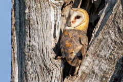 Western Barn Owl [Tyto alba poensis]