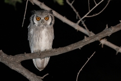 Southern White-faced Owl [Ptilopsis granti]