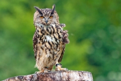 Eurasian Eagle-Owl [Bubo bubo bubo]