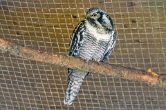 Northern Hawk-Owl [Surnia ulula ulula] 
