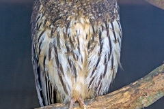 Mottled Owl [Strix virgata] 