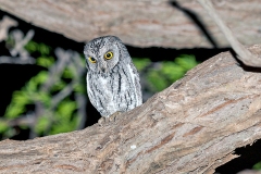 African Scops Owl [Otus senegalensis senegalensis]