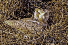 Southern White-faced Owl [Ptilopsis granti]