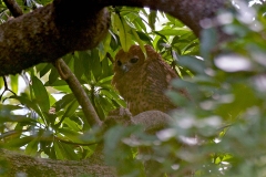 Pel's Fishing Owl [Scotopelia peli]