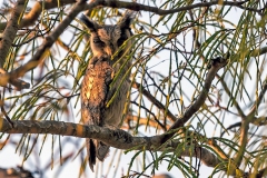 Southern White-faced Owl [Ptilopsis granti]