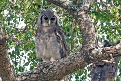 Verreaux's Eagle-Owl [Ketupa lactea] 
