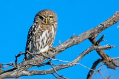 Pearl-spotted Owlet [Glaucidium perlatum licua]