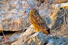 Short-eared Owl [Asio flammeus galapagoensis]