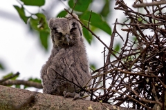 Southern White-faced Owl [Ptilopsis granti] 