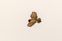 Marsh Owl [Asio capensis capensis]