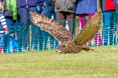 Eurasian Eagle-Owl [Bubo bubo bubo] 