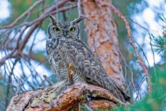 Lesser Horned Owl [Bubo magellanicus] 