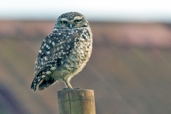 Burrowing Owl [Athene cunicularia cunicularia] 