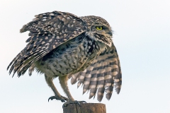 Burrowing Owl [Athene cunicularia cunicularia] 